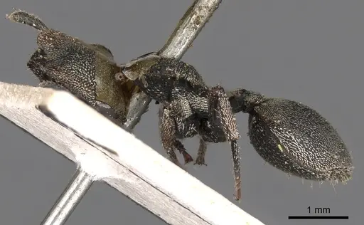 Cephalotes cordatus specimen