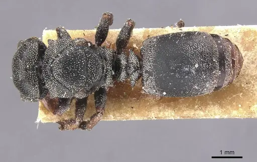 Cephalotes cordatus - CASENT0912594