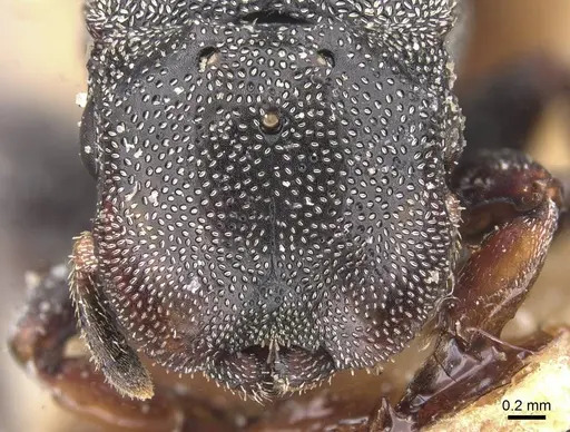 Cephalotes cordatus - CASENT0912594