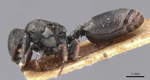Cephalotes cordatus - CASENT0912594