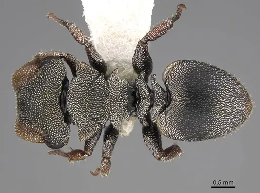 Cephalotes cordatus - CASENT0922596