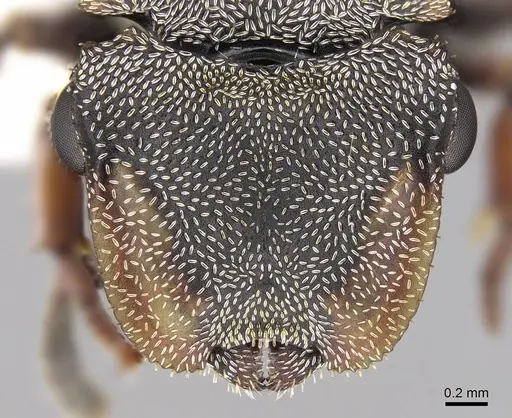 Cephalotes cordatus - CASENT0922596