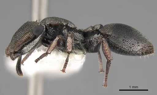 Cephalotes cordatus - CASENT0922596