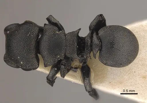 Cephalotes cordiae specimen