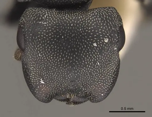 Cephalotes cordiae specimen