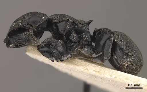 Cephalotes cordiae specimen