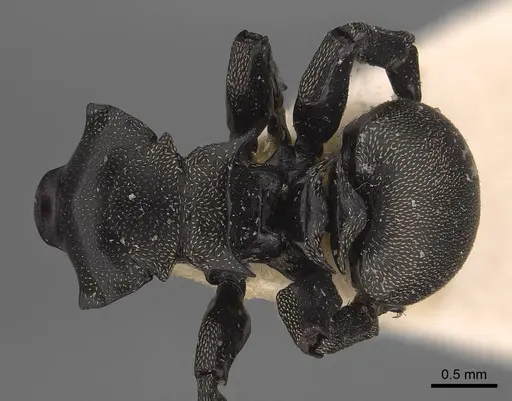 Cephalotes cordiae - CASENT0919597