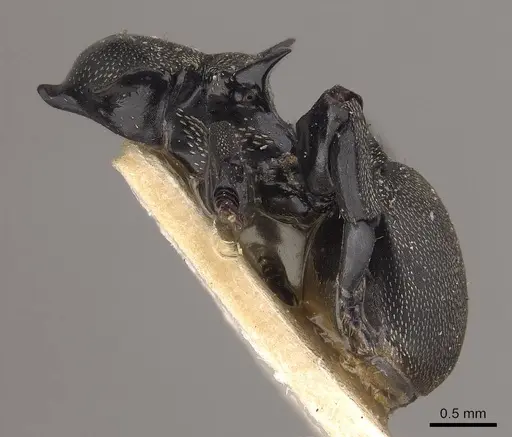 Cephalotes cordiae - CASENT0919597