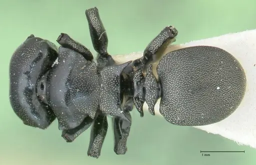 Cephalotes cordiae - FOCOL2143