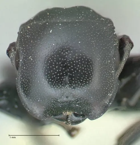 Cephalotes cordiae - FOCOL2143