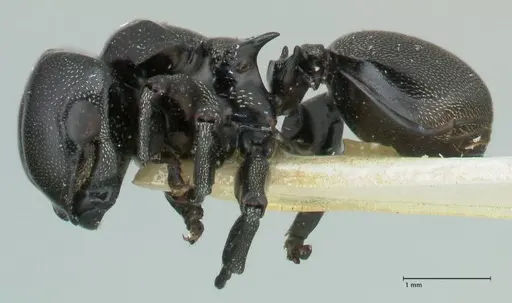 Cephalotes cordiae - FOCOL2143