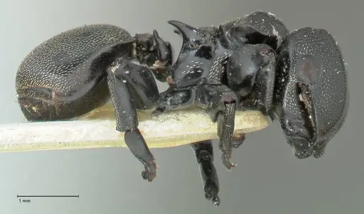 Cephalotes cordiae - FOCOL2143
