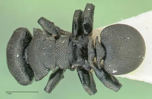Cephalotes cordiae - FOCOL2144