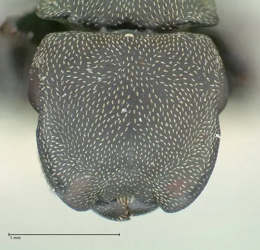 Cephalotes cordiae - FOCOL2144