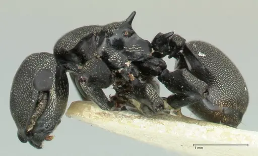 Cephalotes cordiae - FOCOL2144