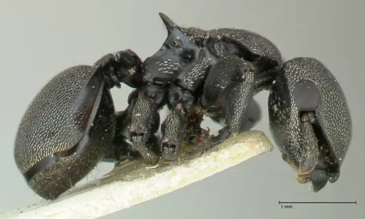 Cephalotes cordiae - FOCOL2144