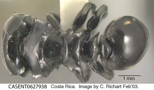 Cephalotes cordiventris specimen