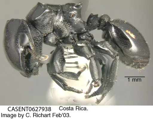 Cephalotes cordiventris specimen