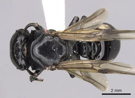 Cephalotes cordiventris - CASENT0627939