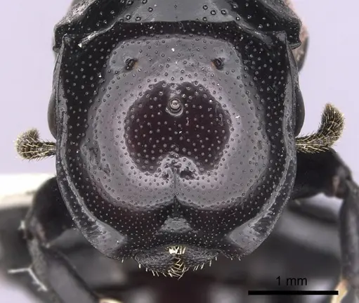 Cephalotes cordiventris - CASENT0627939