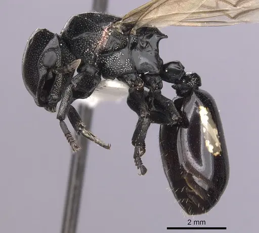 Cephalotes cordiventris - CASENT0627939