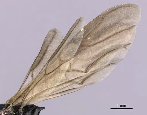 Cephalotes cordiventris - CASENT0627939