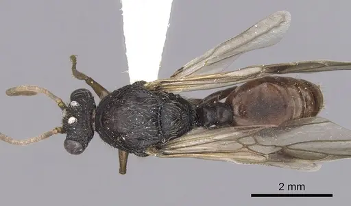 Cephalotes cordiventris - CASENT0627940