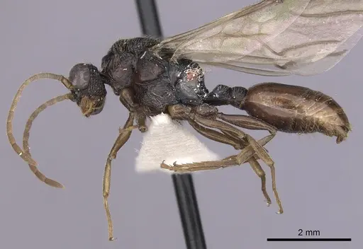 Cephalotes cordiventris - CASENT0627940