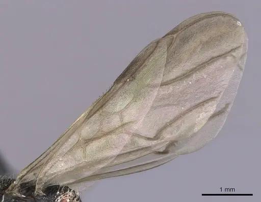 Cephalotes cordiventris - CASENT0627940