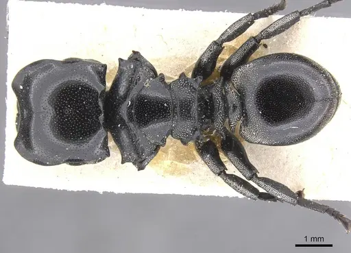 Cephalotes cordiventris - CASENT0912608