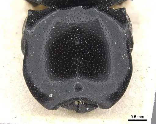 Cephalotes cordiventris - CASENT0912608