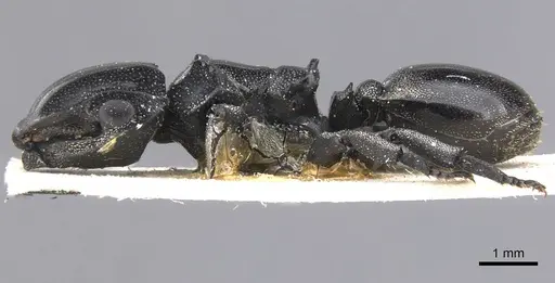 Cephalotes cordiventris - CASENT0912608