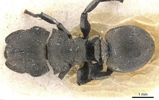 Cephalotes cordiventris - CASENT0912609