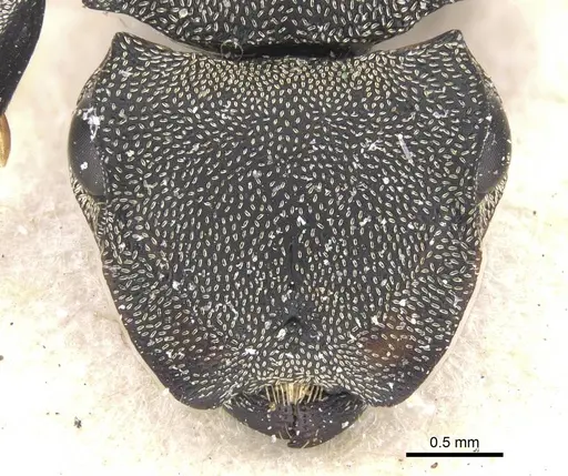 Cephalotes cordiventris - CASENT0912609