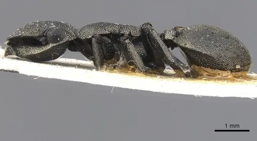 Cephalotes cordiventris - CASENT0912609