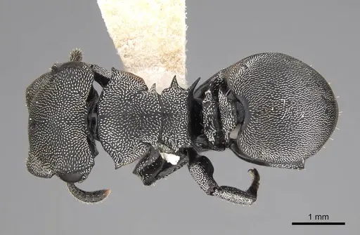 Cephalotes cordiventris - CASENT0922597