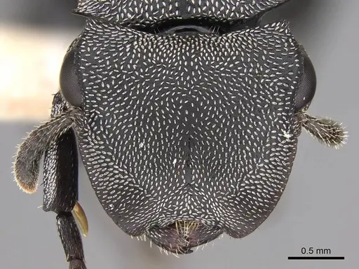 Cephalotes cordiventris - CASENT0922597