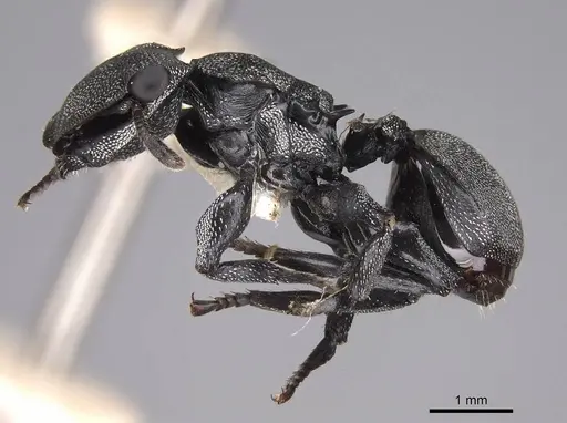 Cephalotes cordiventris - CASENT0922597