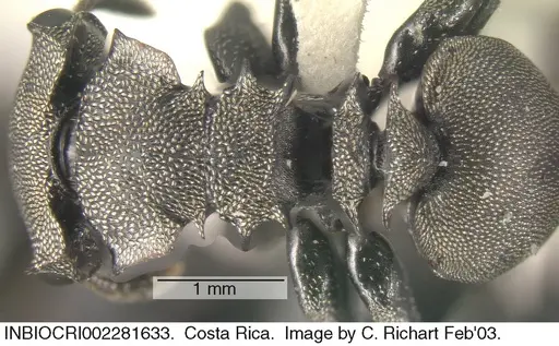 Cephalotes cordiventris - INBIOCRI002281633