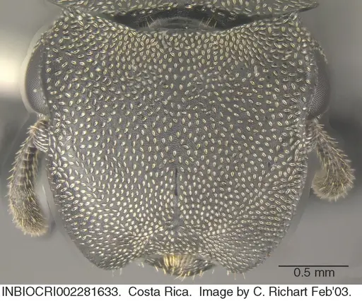 Cephalotes cordiventris - INBIOCRI002281633