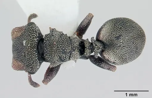 Cephalotes crenaticeps specimen
