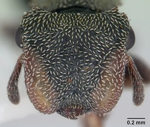 Cephalotes crenaticeps specimen