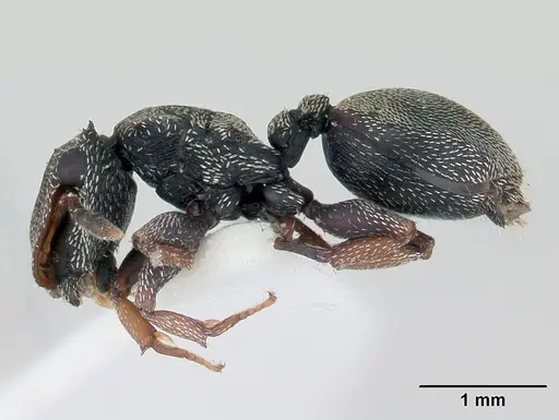 Cephalotes crenaticeps specimen