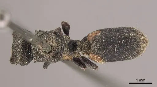 Cephalotes crenaticeps - CASENT0919598