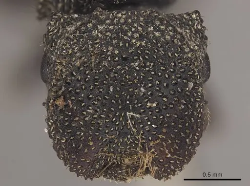 Cephalotes crenaticeps - CASENT0919598