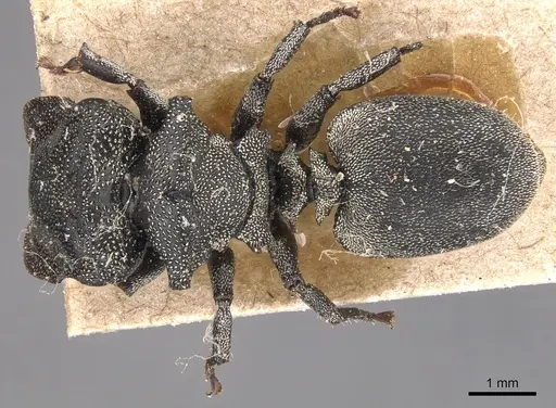 Cephalotes cristatus specimen