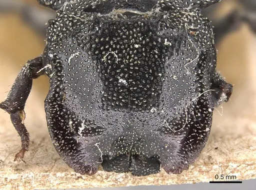 Cephalotes cristatus specimen