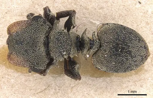 Cephalotes cristatus - CASENT0904908
