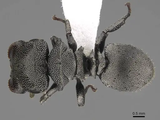Cephalotes cristatus - CASENT0922598