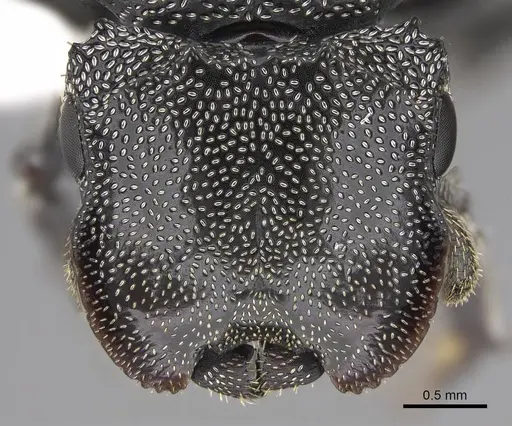 Cephalotes cristatus - CASENT0922598